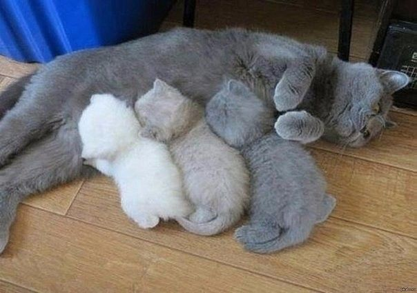 Файл:Кошка-ксерокс.png