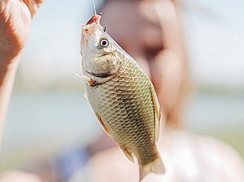 Файл:Fish.jpeg