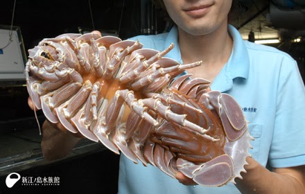 Файл:Giant-Isopod-Bathynomus-giganteus.jpg