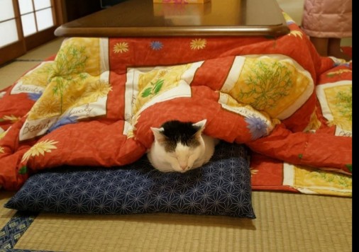Файл:Kotatsu.jpeg
