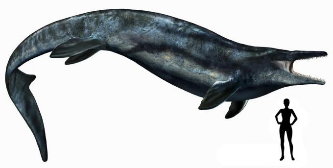 Файл:Mosasaurus.jpg