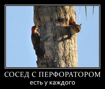 Файл:Sosed-s-perforatorom.png