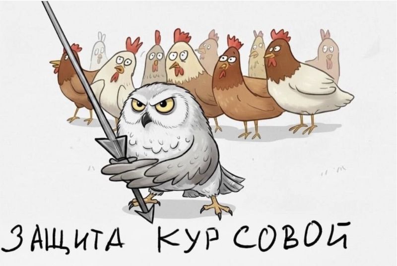 Файл:Защита кур совой.jpg