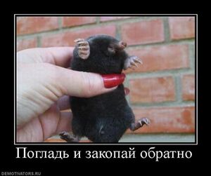 Крот.jpg