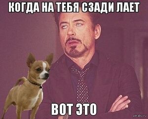 Шавка-1.jpg