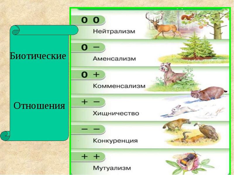 Файл:Biological interactions.jpg