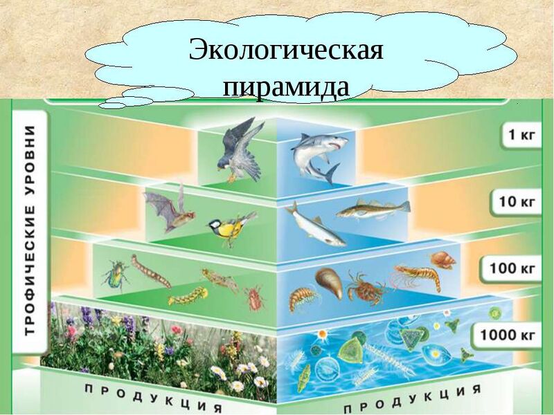 Файл:Eco-Pyramid.jpg