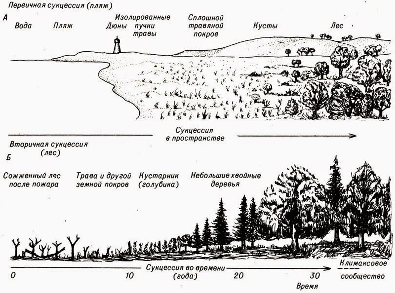 Файл:Ecological succession.jpg