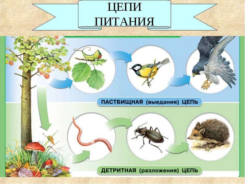 Файл:Food-Chains.jpg