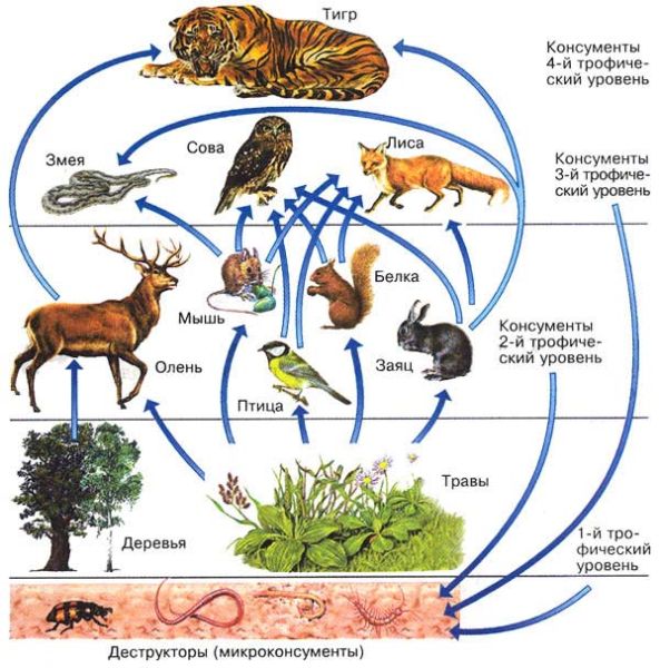 Файл:Food-web.jpg