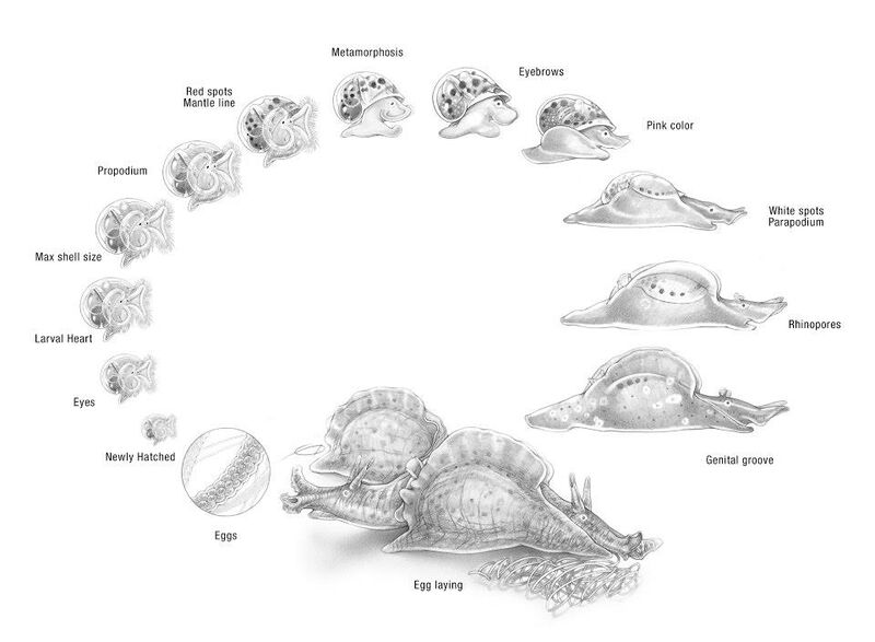 Файл:Life-cycle Aplysia.jpg