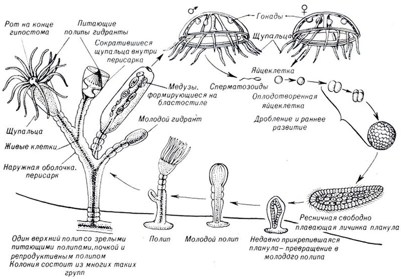 Файл:Life-cycle Obelia.jpg